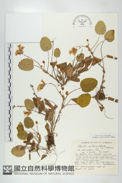 登錄號:S049000藏品圖，第1張