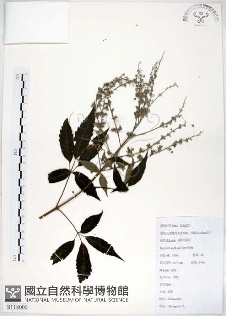 黃荊藏品圖，第1張