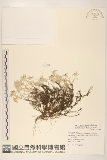 玉山薄雪草藏品圖，第1張