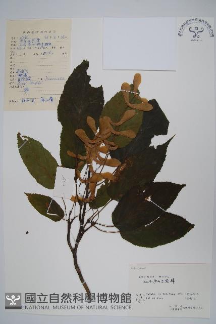 青榨槭藏品圖，第1張