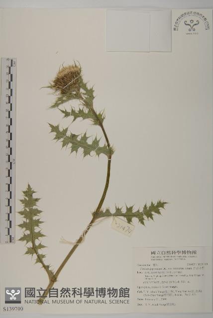 雞觴刺、島薊藏品圖，第1張