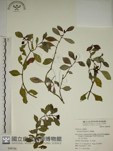 拎壁龍藏品圖，第1張