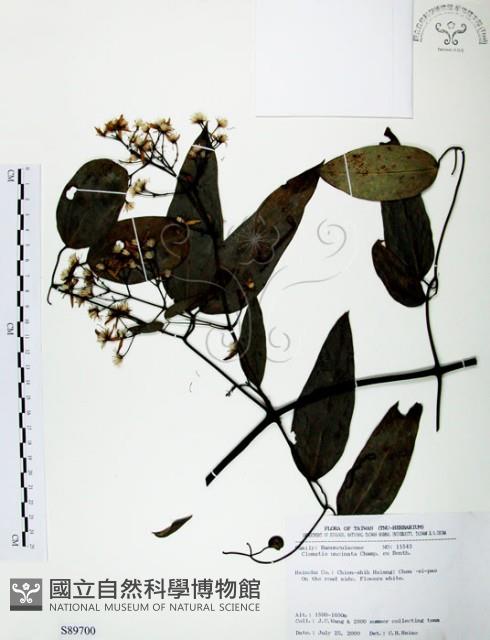 柱果鐵線蓮藏品圖，第1張