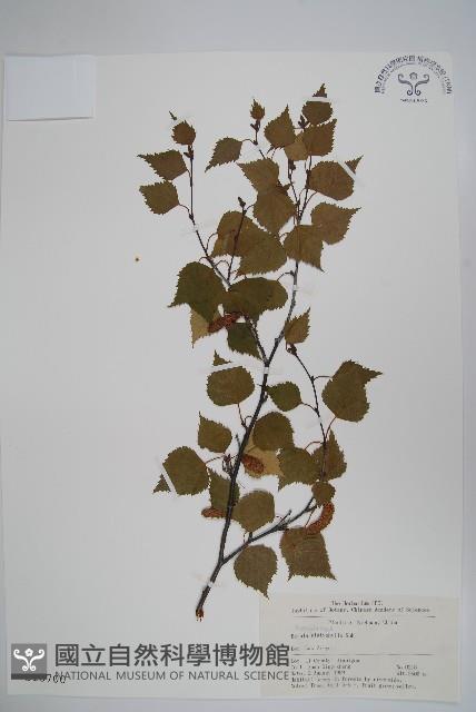 白樺、粉樺、臭樺藏品圖，第1張