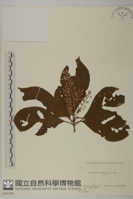 華東山柳藏品圖，第1張