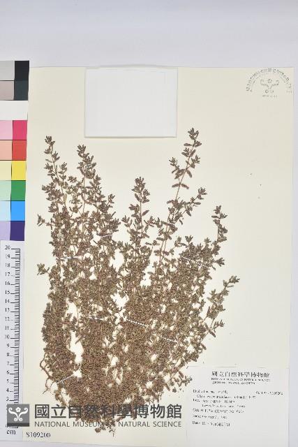 斑地錦藏品圖，第1張