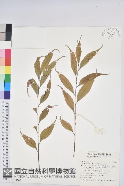 星刺栲、羅浮錐藏品圖，第1張