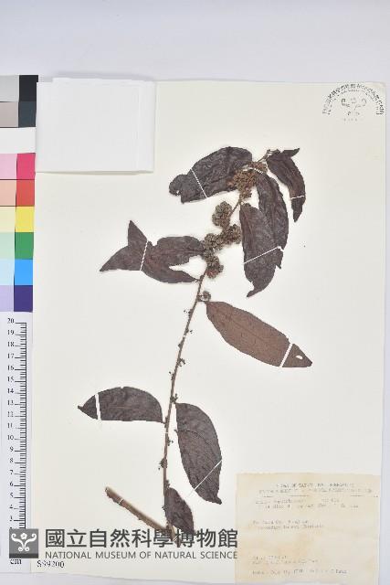 菲律賓饅頭果藏品圖，第1張