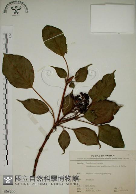 昆欄樹藏品圖，第1張