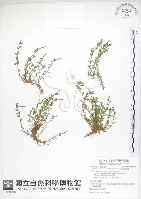 合歡柳葉菜藏品圖，第1張