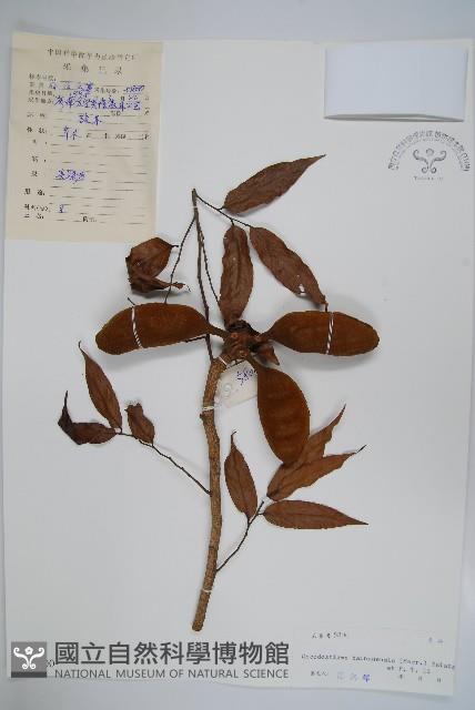 蕉木藏品圖，第1張