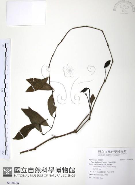 風藤藏品圖，第1張