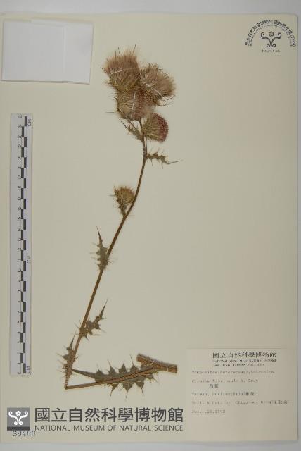 鱗毛薊藏品圖，第1張