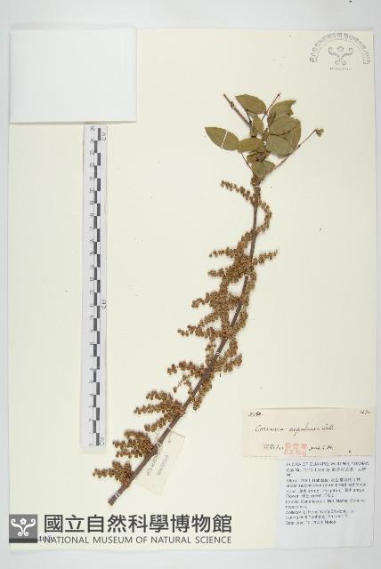 馬桑藏品圖，第1張