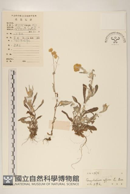 鼠麴草藏品圖，第1張