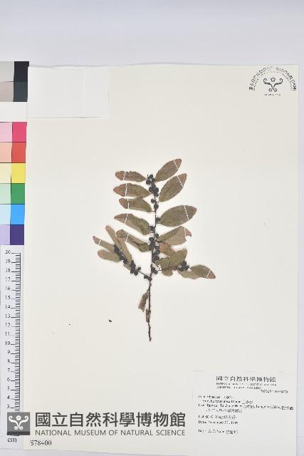 土密樹藏品圖，第1張