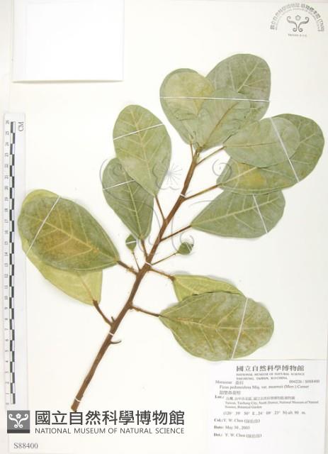 鵝鑾鼻蔓榕藏品圖，第1張