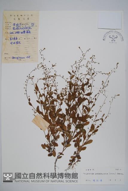 附地菜藏品圖，第1張