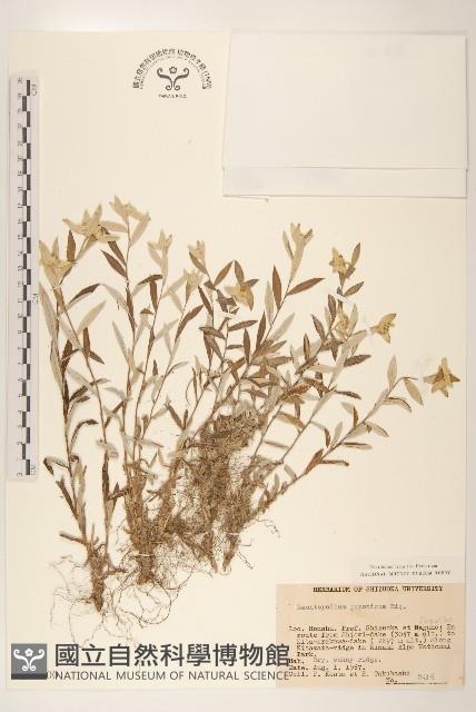 薄雪火絨草藏品圖，第1張