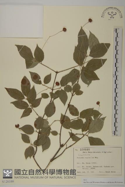 垂絲衛矛藏品圖，第1張