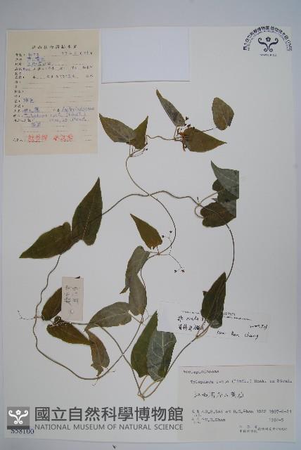 鷗蔓藏品圖，第1張