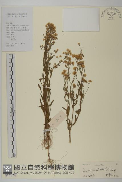 加拿大蓬藏品圖，第1張