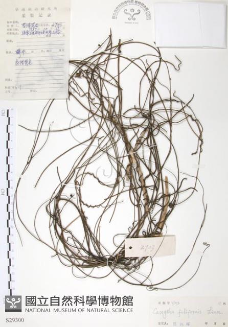 Filiform Cassytha Collection Image