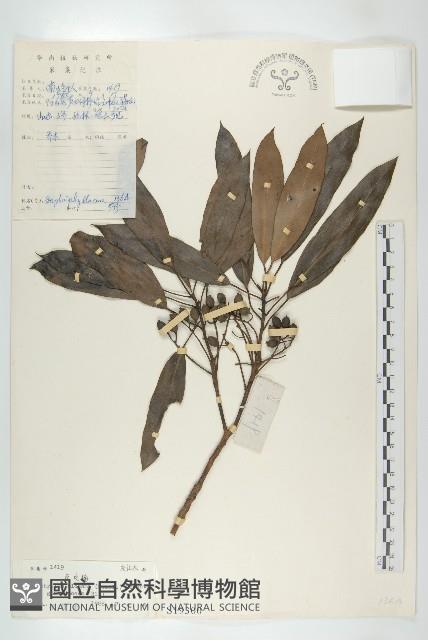 俄氏虎皮楠、蘭嶼虎皮楠、虎皮楠藏品圖，第1張