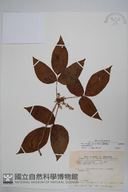 臺灣藤漆藏品圖，第1張