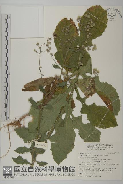 裂葉艾納香藏品圖，第1張