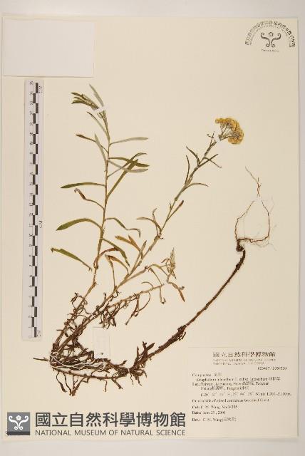 絲綿草藏品圖，第1張