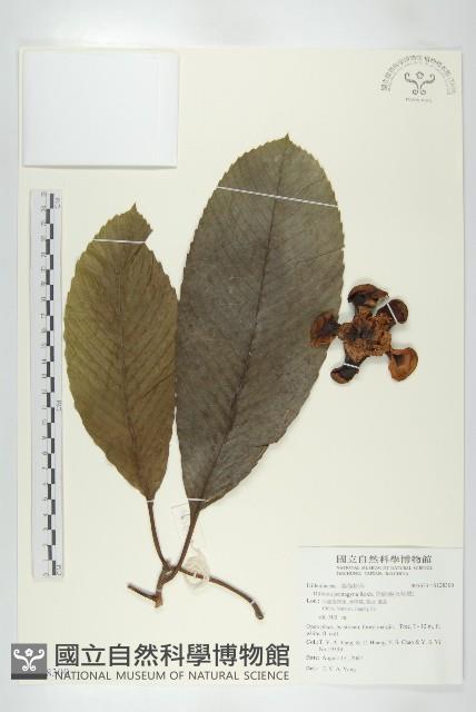 第倫桃、五椏果藏品圖，第1張
