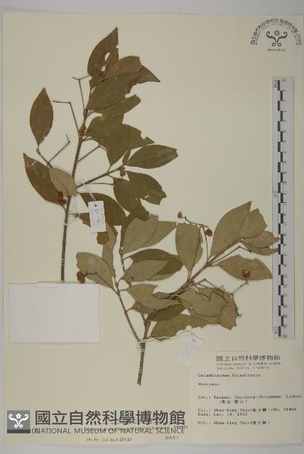 厚葉衛矛, 源一木藏品圖，第1張