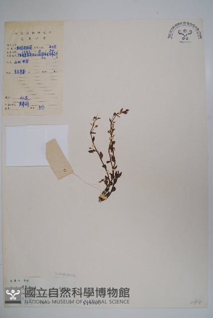 短柄半邊蓮藏品圖，第1張