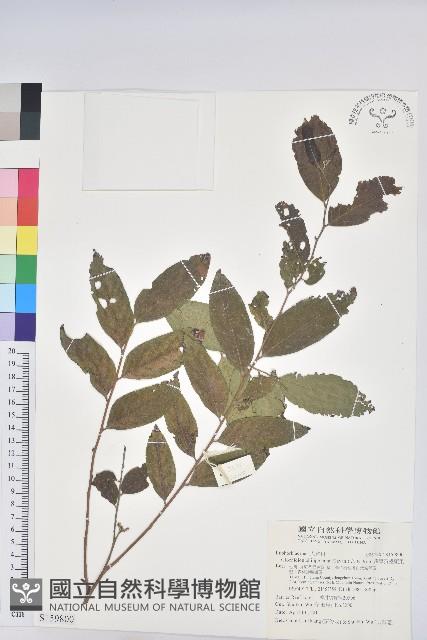 菲律賓饅頭果藏品圖，第1張