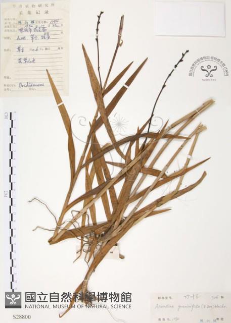 葦草蘭、鳥仔花、竹葉蘭藏品圖，第1張