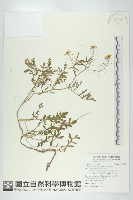 歐亞蔊菜藏品圖，第1張