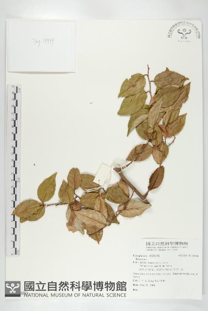 登錄號:S118800藏品圖，第1張