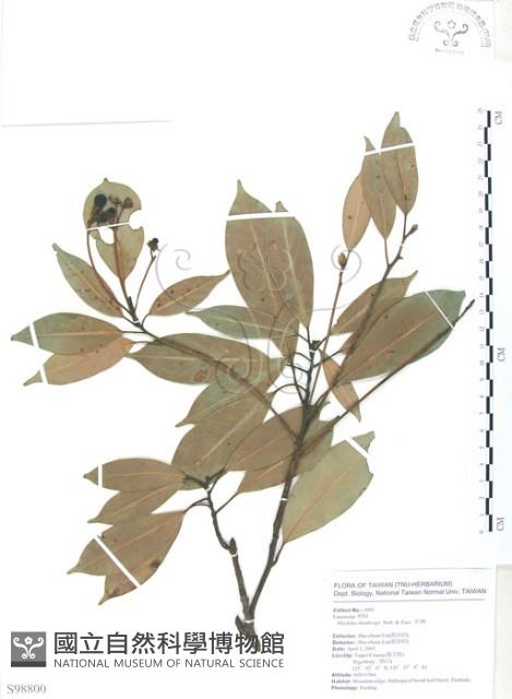 豬腳楠藏品圖，第1張