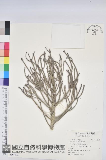 綠珊瑚藏品圖，第1張