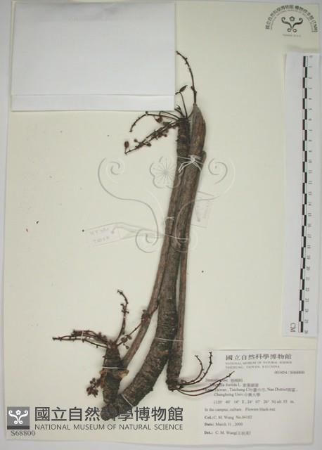 掌葉蘋婆藏品圖，第1張