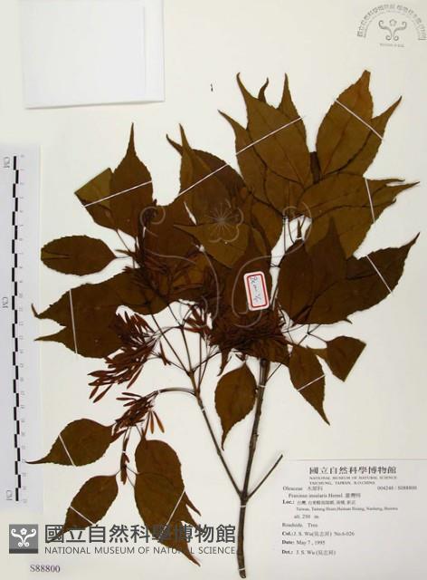 臺灣梣藏品圖，第1張