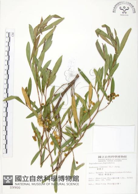 車桑子藏品圖，第1張