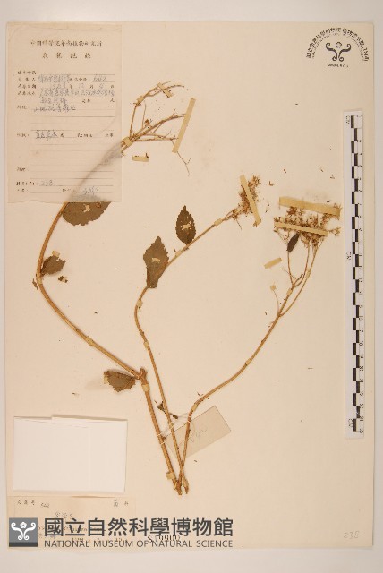 華澤蘭藏品圖，第1張