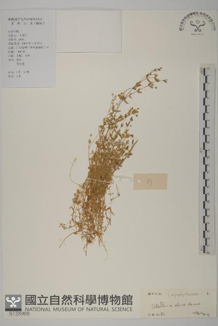 雀舌草藏品圖，第1張