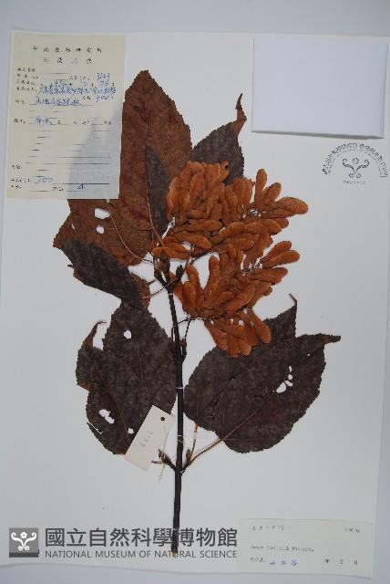 青榨槭藏品圖，第1張