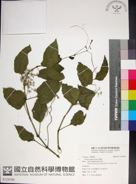 粉藤藏品圖，第1張