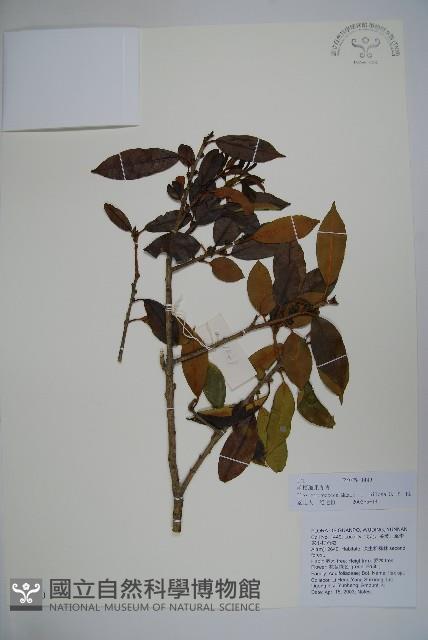 毛梗細果冬青藏品圖，第1張