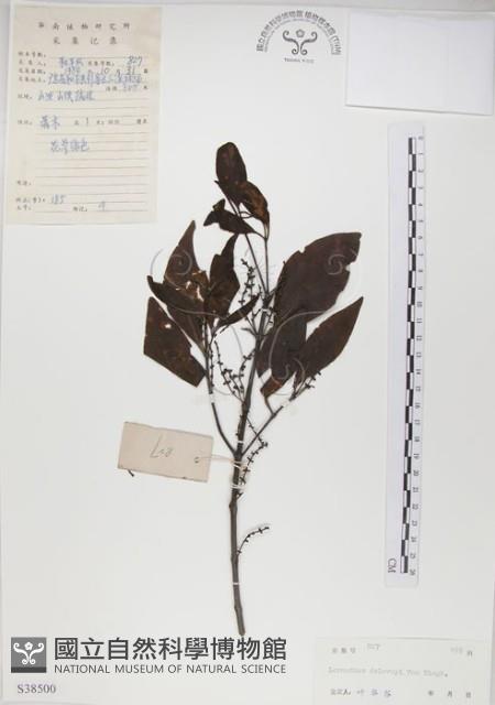 椆樹桑寄生, 大葉榿寄生藏品圖，第1張