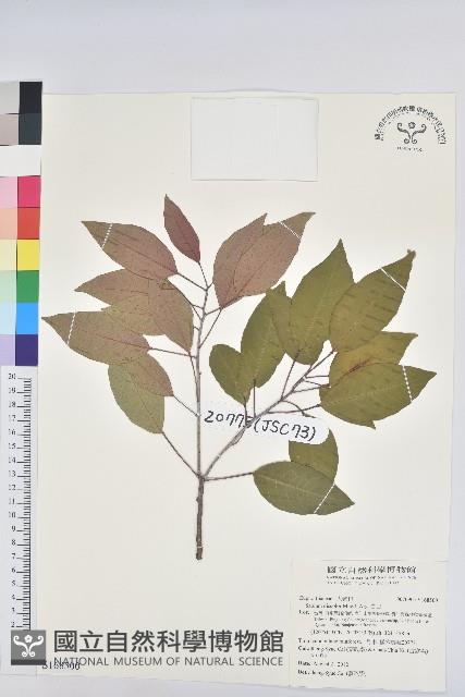 白臼藏品圖，第1張